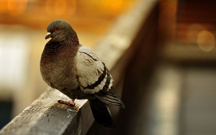 Crazy Dove Bird, schwarze und graue Taube, Tiere, Vögel, Tier, Taube, HD-Hintergrundbild