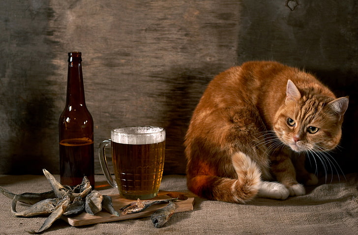 оранжевый полосатый кот, кот, стена, бутылка, пиво, рыба, рыжий, мешковина, подозрительно, HD обои