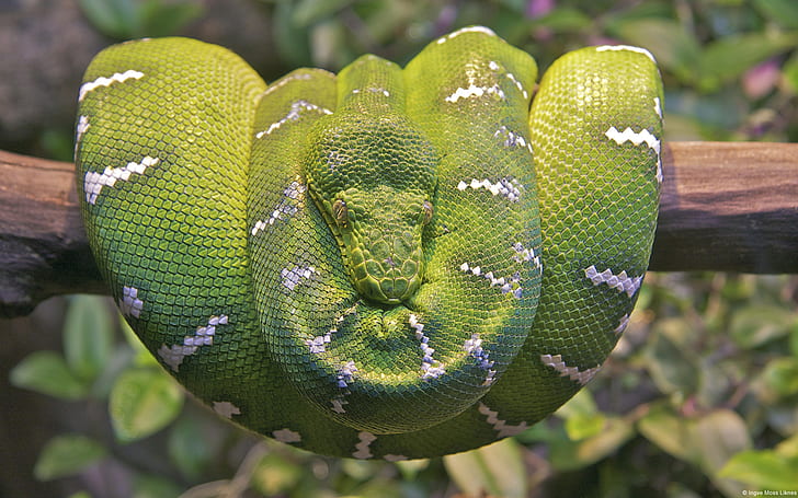 Emerald Tree Boa Snake, зелен и бял питон, дърво, змия, изумруд, HD тапет