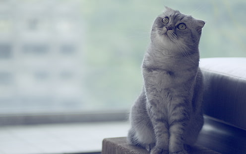Красивая шотландская вислоухая кошка, серая и черная шерстяная кошка, шотландская вислоухая кошка, зеленые глаза, маленькая, HD обои HD wallpaper