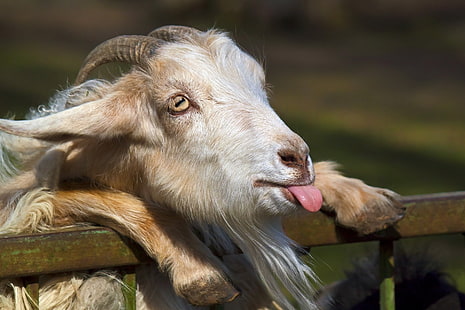 gray goat, goat, tongue, face, horn, HD wallpaper HD wallpaper