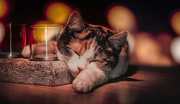 gatto calico, bicchiere, addormentato, gatto, animali, Sfondo HD