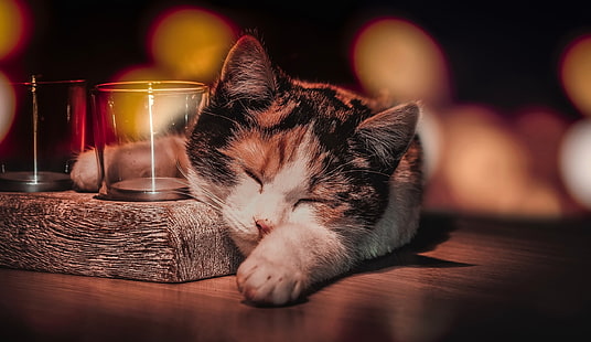 kot perkalowy, szklanka, spanie, kot, zwierzęta, Tapety HD HD wallpaper