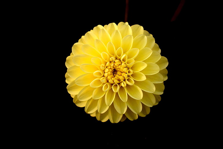 dahlia, bunga, bunga, taman, alam, bunga tunggal, kuning, bunga kuning, Wallpaper HD