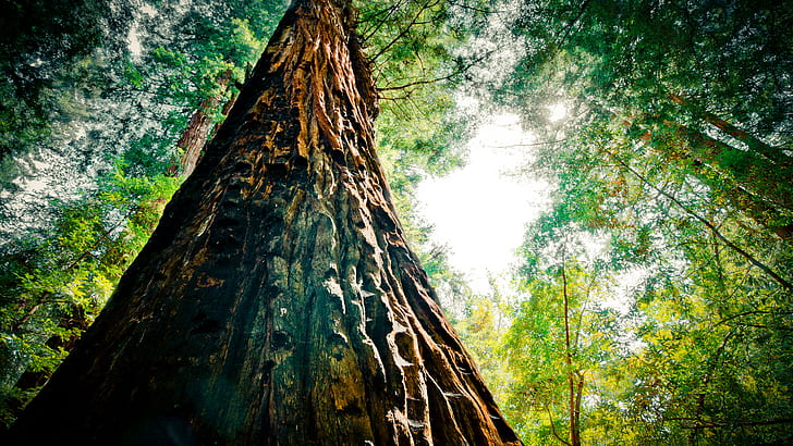 Pohon Redwood Tree Forest HD, alam, pohon, hutan, pohon, redwood, Wallpaper HD