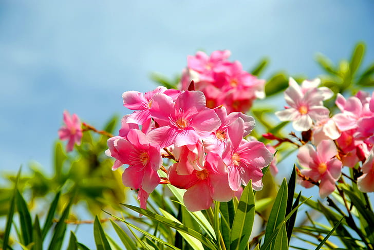 ピンクの花のティルトシフトレンズの写真、花、第4、特別な、ティルトシフトレンズ、写真、ピンク、ヴァイカラドゥー、自然、植物、花、ピンク色、花の頭、花びら、夏、春、 HDデスクトップの壁紙