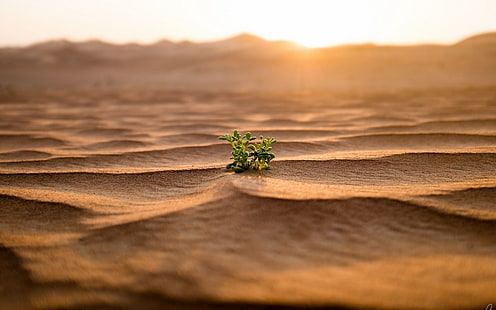 pianta a foglia verde, natura, paesaggio, deserto, sabbia, piante, foglie, duna, profondità di campo, Sfondo HD HD wallpaper