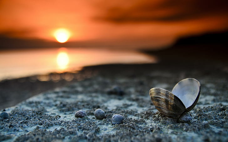Shell Sunset, concha de amêijoa preta e marrom, natureza, concha, pôr do sol, praia, HD papel de parede