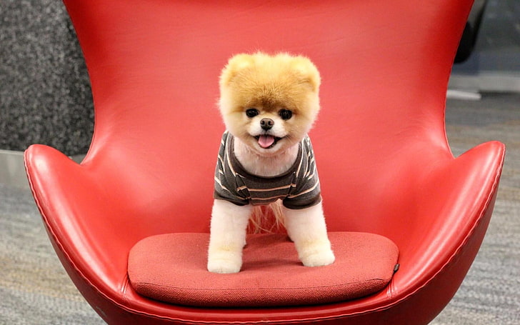 pomarańczowy pomorski szczeniak i czerwone skórzane krzesło, szczeniak, pies, twarz, siedzieć, Tapety HD
