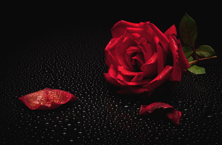 Rosa, rosa, rosa roja, fondo negro, gotas de agua, Fondo de pantalla HD