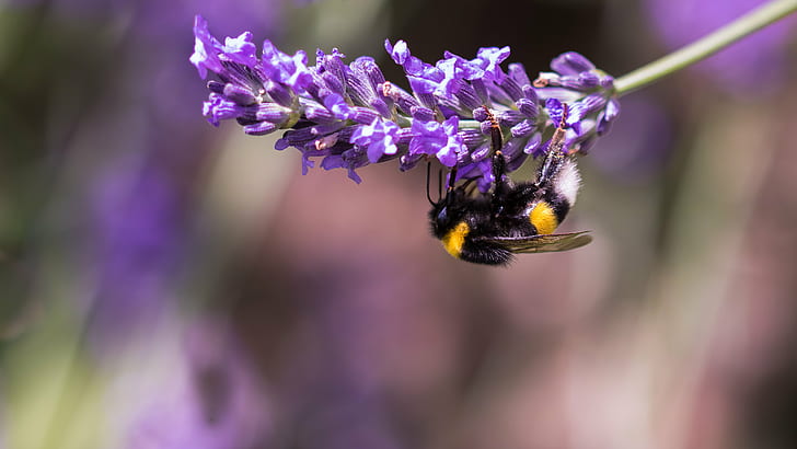 bumblebee perching on purple petaled flower closeup photography, purple, flower, closeup photography, Bumblebee, bourdon, insect, lavender, bokeh, nature, close-up, plant, bee, macro, pollination, HD wallpaper
