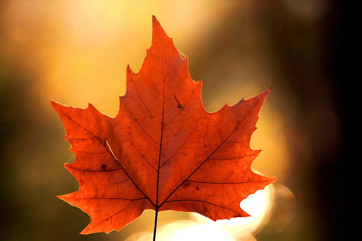 daun maple coklat, musim gugur, alam, lembaran, maple, Wallpaper HD