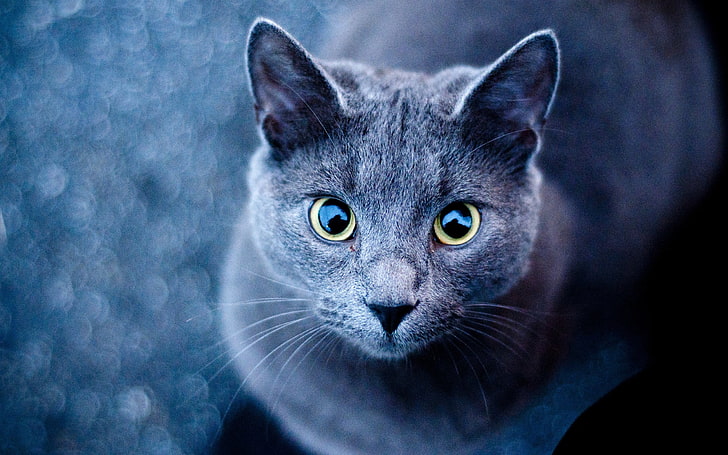 tessuto con stampa gatto nero e marrone, animali, gatto, blu russo, Sfondo HD