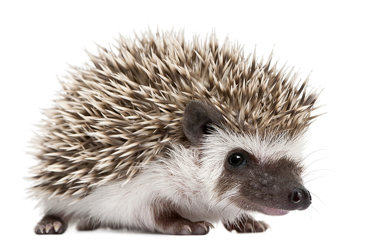 white and brown hedgehog, white background, hedgehog, HD wallpaper