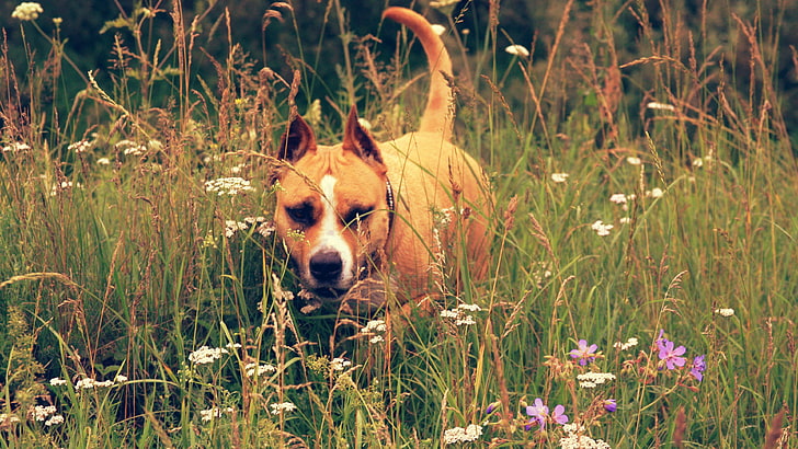 pitbull dog image download, HD wallpaper
