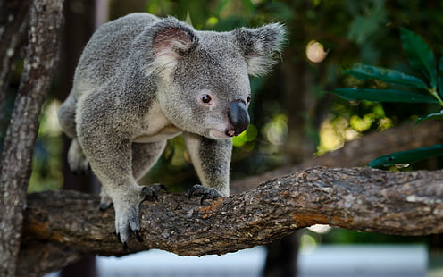 Tier, Koala, HD-Hintergrundbild HD wallpaper