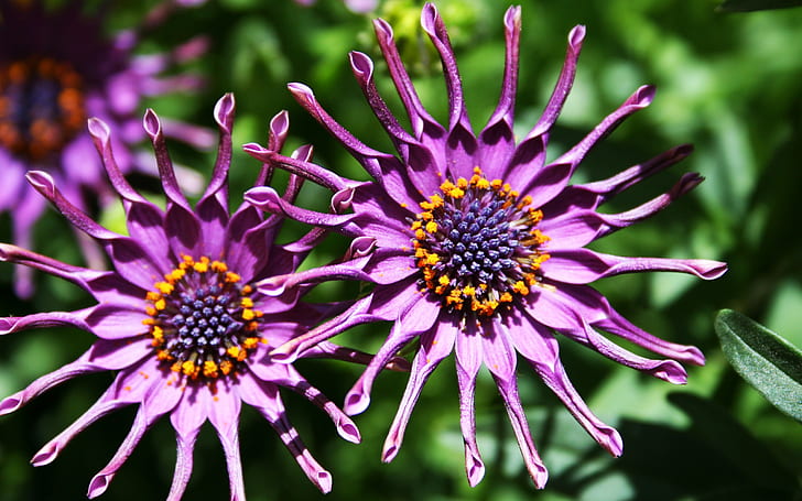 ungu bidang indah bunga alam HD langka, alam, bunga, bunga, indah, bidang, langka, Wallpaper HD