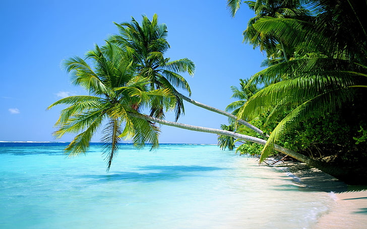 зеленые кокосовые пальмы, природа, пейзаж, вода, море, тропический, HD обои