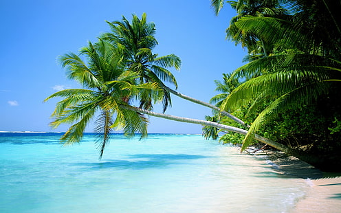зеленые кокосовые пальмы, природа, пейзаж, вода, море, тропический, HD обои HD wallpaper