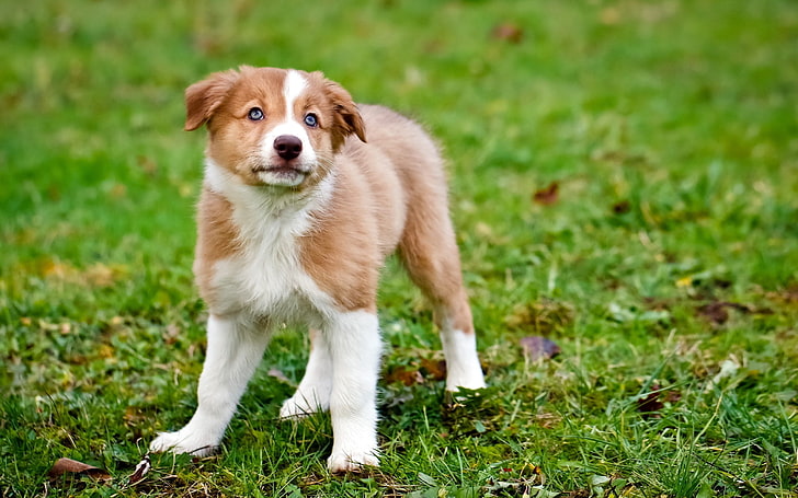 загорелый бело-коричневый щенок, собака, щенок, окрас, трава, часы, HD обои