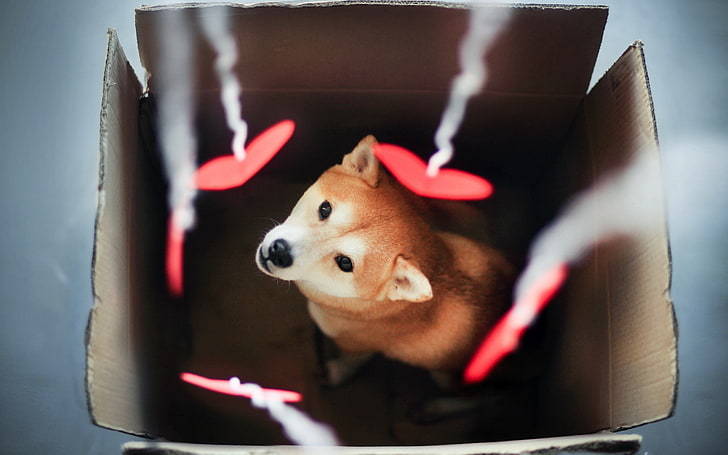 adult fawn Shiba Inu, dog, akita inu, box, blurring, HD wallpaper