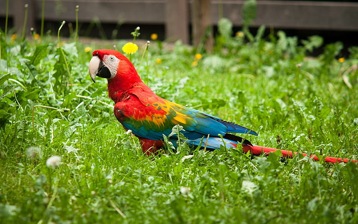 red and blue macaw, parrot, grass, bird, bright, HD wallpaper