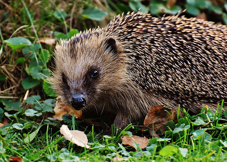 animal, animal world, close up, cute, eyes, foraging, garden, grass, hedgehog, leaves, little, looking, mammal, outdoors, prickly, rodent, snout, spiny, wild, wildlife, young, HD wallpaper