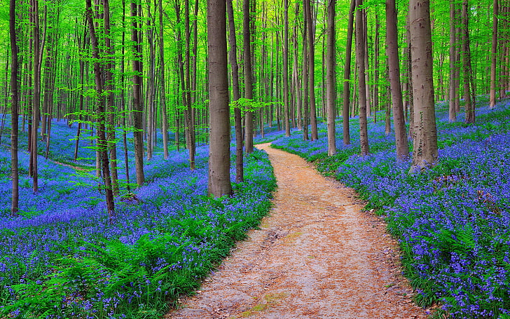 sentiero nel bosco, foresta, natura, Belgio, CAMPANE NELLA FORESTA DI HALLE, Sfondo HD