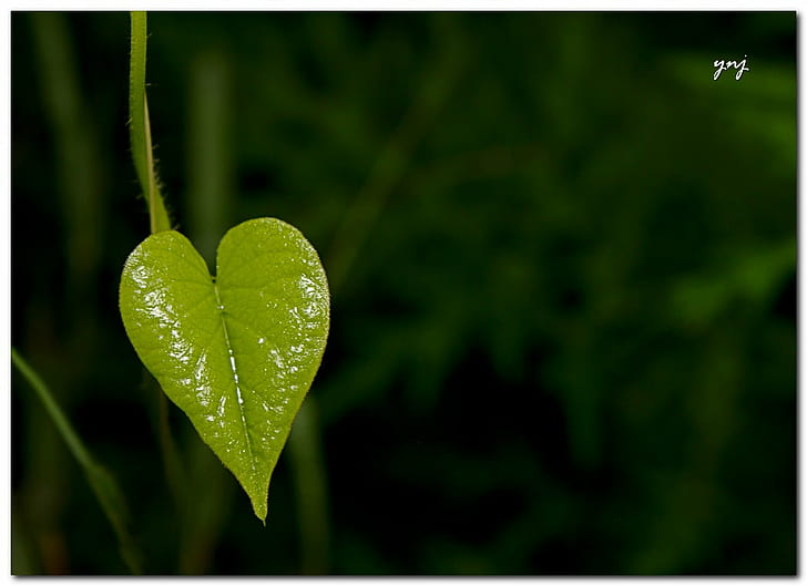 tanaman daun hijau, Alam, daun hijau, tanaman, jantung, pune, maharashtra, kanon, sigma, apo, dg, makro, com, daun, Warna hijau, latar belakang, musim panas, ilustrasi, vektor, hari, kesegaran, Wallpaper HD
