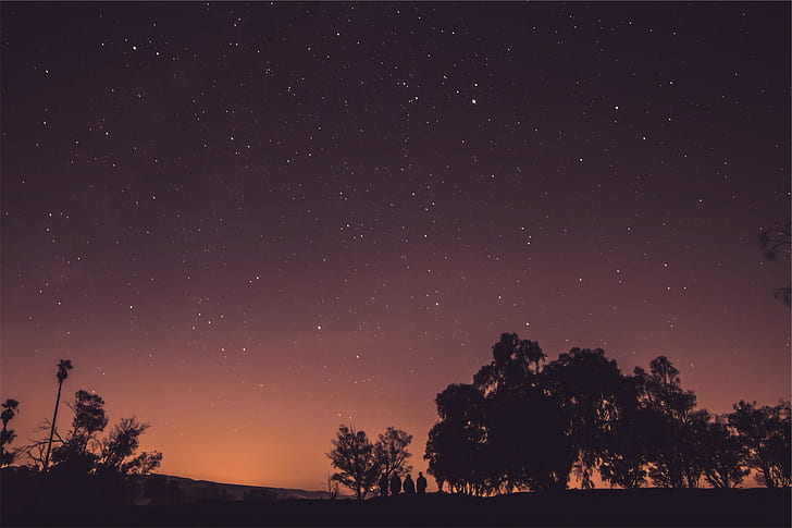 صورة ظلية من الأشجار والسماء والنجوم، خلفية HD