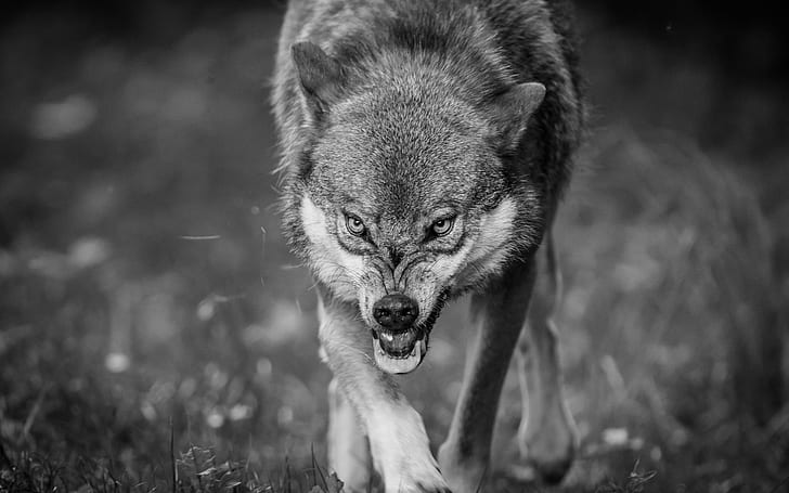 grayscale photography of wolf, Snarl, grayscale, photography, Eurasian Wolf, common wolf, canis lupus lupus, black-and-white, mono, Tierpark, Sababurg, Wildpark, Wildlife Park, animal, mammal, dog, nature, outdoors, cute, grass, pets, HD wallpaper