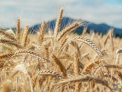 close-up photography of wheat field, Korn, close-up photography, wheat field, feld, fuji, x10, carinthia, agriculture, wheat, nature, rural Scene, cereal Plant, crop, field, summer, ripe, farm, gold Colored, yellow, food, seed, growth, harvesting, straw, sky, plant, outdoors, bread, dry, blue, HD wallpaper HD wallpaper