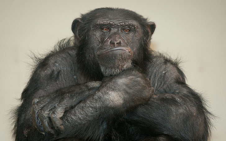 Małpy, Szympans, Tapety HD