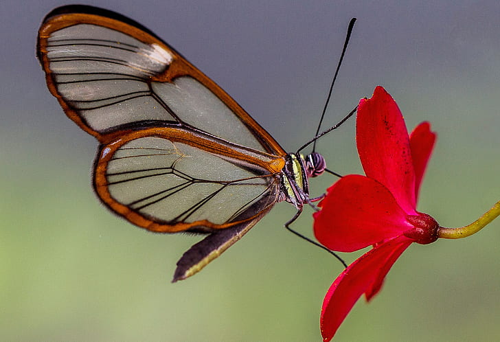 flor, natureza, pétalas, mariposa, Greta OTO, borboleta de vidro, HD papel de parede