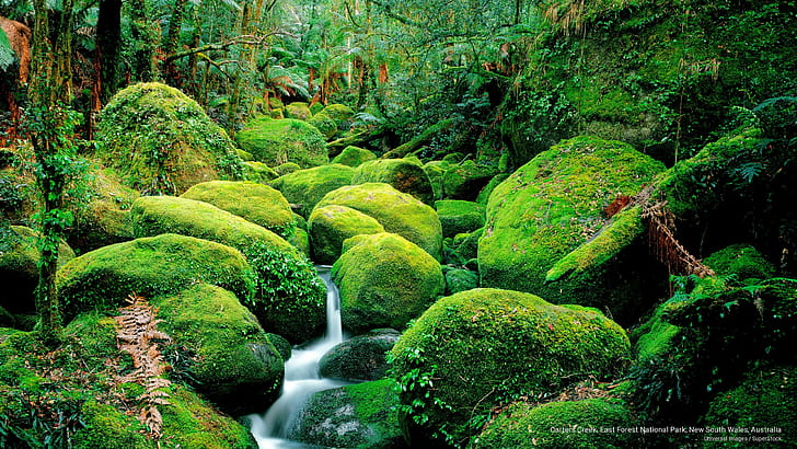 Carters Creek, Taman Nasional Hutan Timur, New South Wales, Australia, Oseania, Wallpaper HD