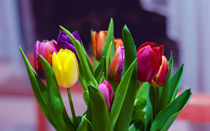 leaves, bouquet, spring, petals, tulips, HD wallpaper