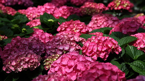 ดอกไฮเดรนเยียสีชมพู, ชมพู, ไฮเดรนเยีย, ดอกไม้, วอลล์เปเปอร์ HD HD wallpaper