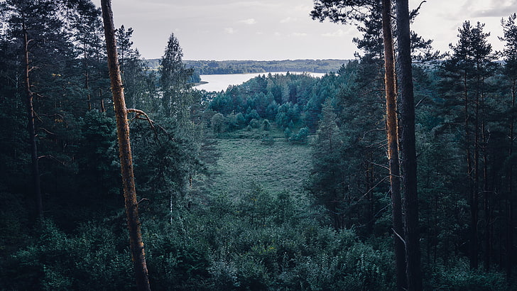 녹색 잎된 나무, 풍경, 숲, 리투아니아, HD 배경 화면