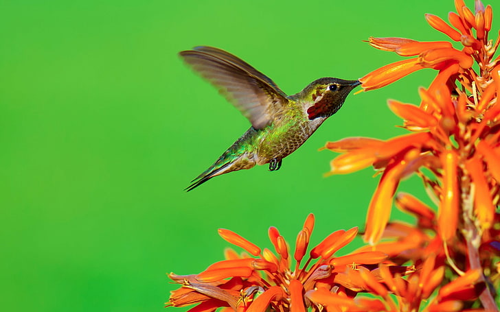 El colibrí hambriento-Spring Bird Photo Wallpaper, Fondo de pantalla HD
