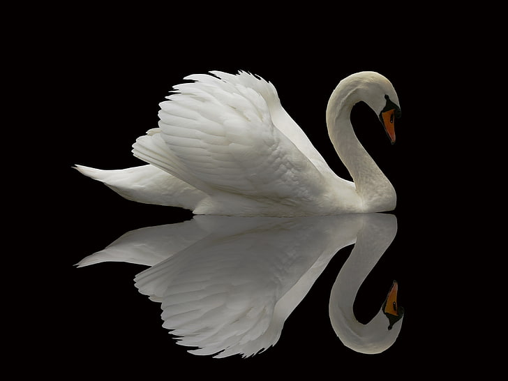 Swan, animals, birds, water, HD wallpaper | Wallpaperbetter