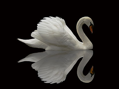 wildlife, animals, swan, reflection, birds, HD wallpaper HD wallpaper