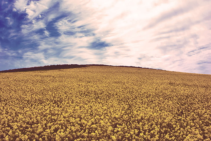 blue sky, countryside, crop, cropland, field, flowers, gold, hill, landscape, nature, outdoors, sky, spring, summer, sun, sunlight, yellow, yellow flowers, HD wallpaper