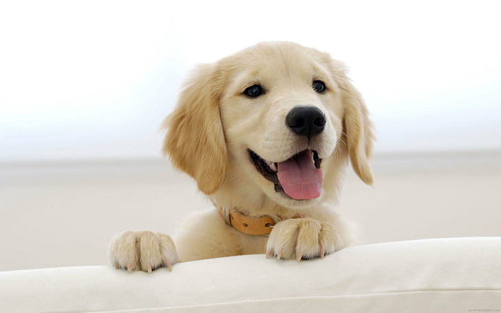 Puppy golden retriever behind the sofa, light golden retriever puppy, puppy, dog, retriever, sofa, white, animal, HD wallpaper