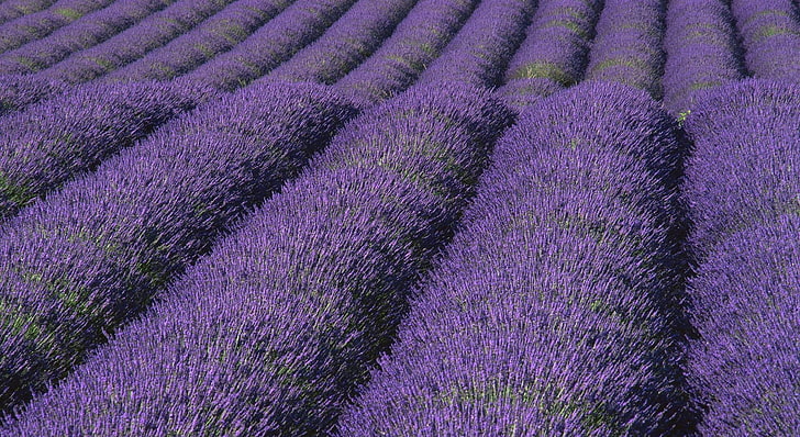 champ de fleurs de lavande violette, lavande, fleurs, champ, rangs, Fond d'écran HD