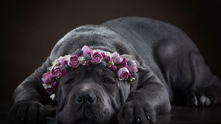 Cane Corso, dog, black neapolitan mastiff, flowers, face, dog, wreath, Cane Corso, HD wallpaper