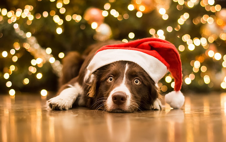 cute animals, dog, Christmas, New Year, 5k, HD wallpaper