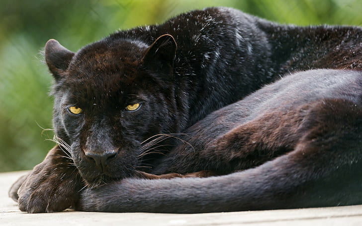 Gato salvaje negro, el jaguar, leopardo, panter negro, Fondo de pantalla HD