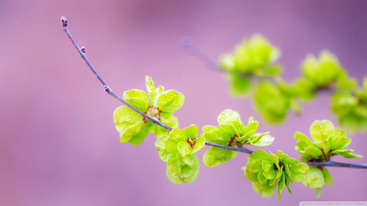 grünblättrige Pflanze, Natur, Blumen, Makro, Pflanzen, Zweig, HD-Hintergrundbild