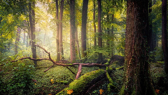 森林、自然、森林、植生、古い成長林、木、荒野、 HDデスクトップの壁紙 HD wallpaper