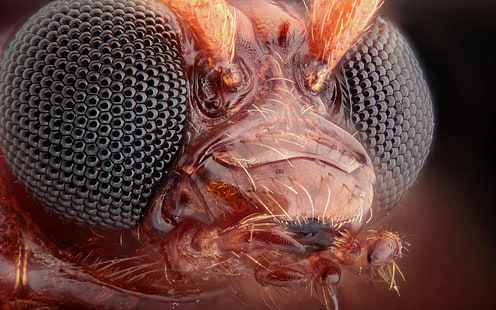 макро фотография на кафяви и черни очи от комари, насекомо, очи, муха, HD тапет HD wallpaper